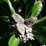 Pittosporum cherrieri Fruit