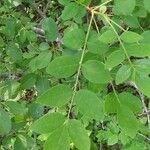 Zanthoxylum americanum Ліст