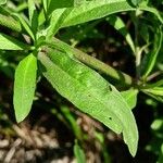 Berteroa incana Hoja