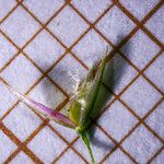 Agrostis gigantea Flor