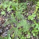 Achillea millefolium Leaf