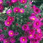 Symphyotrichum novae-angliae Blüte