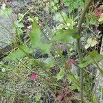 Lactuca muralis Leaf