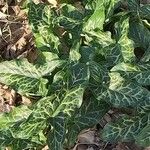 Arum italicum x Arum maculatum Hoja