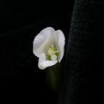 Canscora alata Flor