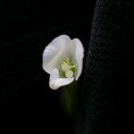 Canscora alata Flower