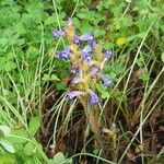 Orobanche nana Flower