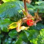 Rubus tricolor Fruit