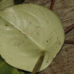 Peperomia flexinervia Φύλλο