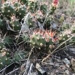 Opuntia fragilis Leaf