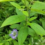 Scutellaria incana Blatt