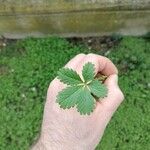 Potentilla intermedia Blad