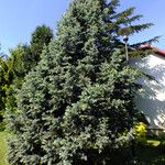 Picea engelmannii ശീലം