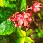 Clerodendrum speciosissimum Květ