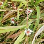 Symphyotrichum × salignum Kwiat