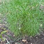 Coreopsis gigantea Deilen