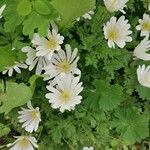Anemone blanda Virág