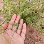 Lavandula coronopifolia Leaf