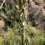 Yucca elata Bark