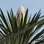 Yucca carnerosana Flower