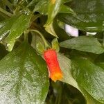 Manettia luteorubra Flor