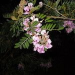 Virgilia oroboides Flower