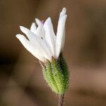 Blepharipappus scaber Květ