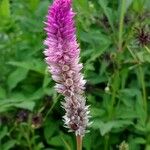 Celosia argentea Blüte