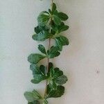 Lippia micromera Лист