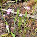 Pogonia ophioglossoides 花