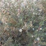 Frankenia corymbosa Flor