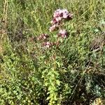 Origanum vulgareFlower