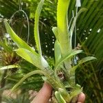 Aechmea nudicaulis Leaf