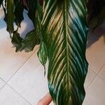 Spathiphyllum wallisii Leaf