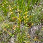 Juncus tenuis Hábitos