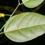 Heisteria scandens Leaf