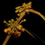 Miconia evanescens 花