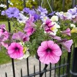 Petunia x atkinsiana പുഷ്പം