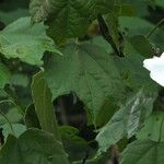 Hibiscus platanifolius Yaprak