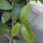 Pereskia aculeata ᱥᱟᱠᱟᱢ