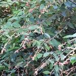 Licania incana Fruchs