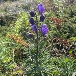 Aconitum napellusVirág