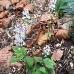 Tiarella cordifolia Blodyn