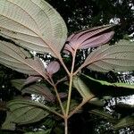 Miconia trichocalyx अन्य