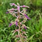 Ledebouria revoluta Цвят