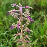 Ledebouria revoluta Flower