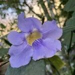 Thunbergia grandiflora 花