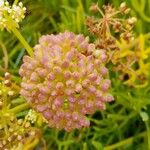 Crithmum maritimumFleur