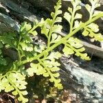 Asplenium cuneifolium Blatt