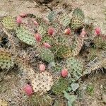 Opuntia aureispina Fruto